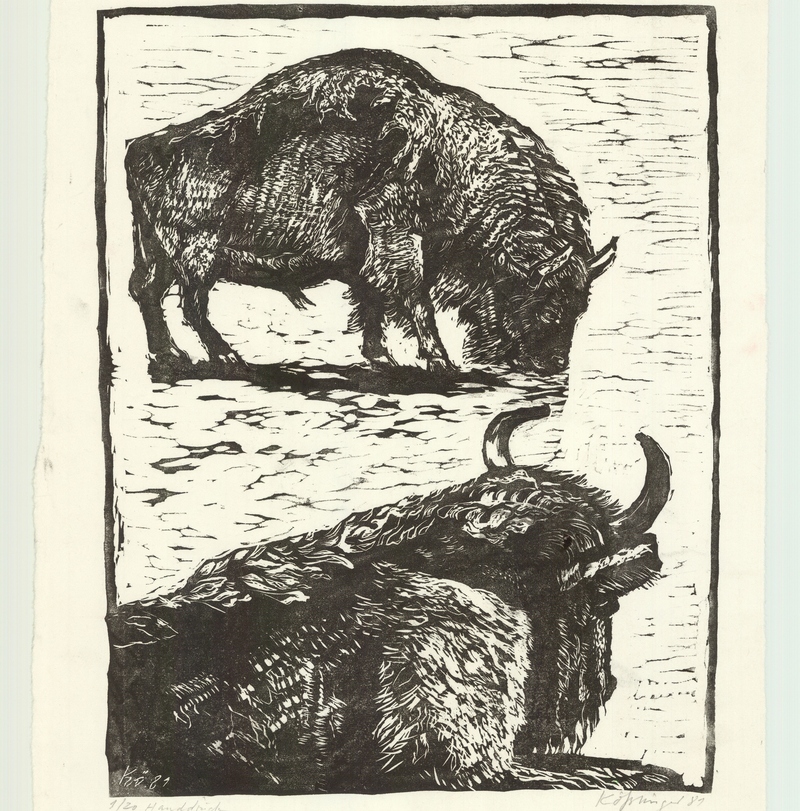 Büffel, L 1981, 339x432










 






