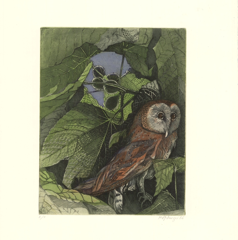 Eule im Feigenbaum FR 1986, 290x370










